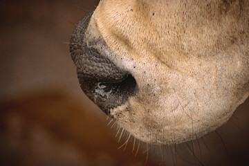 Bull's snout