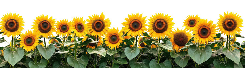 Fototapeta premium Sunflowers in a Vibrant Field with Bright Yellow Blooms