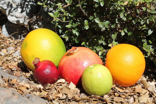 Pomegranate and orange fruits on the autumn dry leaves fall from tree. Fresh fruits growing on tree in the natural environment. Pomme granate fruit on the tree branch in autumn, October harvest time
