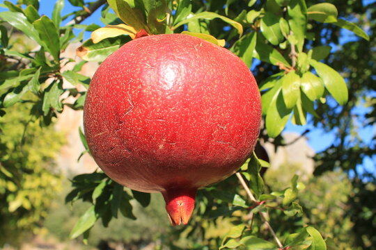 Pomegranate fruits on the autumn dry leaves fall from tree. Fresh fruits growing on tree in the natural environment. Pomme granate fruit on the tree branch in autumn, October harvest time