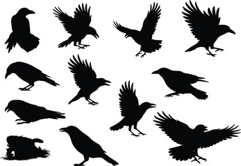 Obraz premium Black crow silhouettes collection showing flying standing landing poses isolated on white background wild bird animal vector illustration raven corvid wildlife design set
