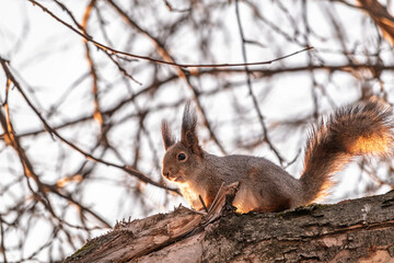 Fototapeta premium Portrait of a squirrel on a tree trunk