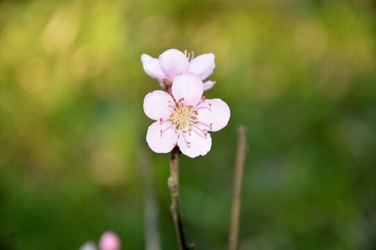 pink flowers in spring