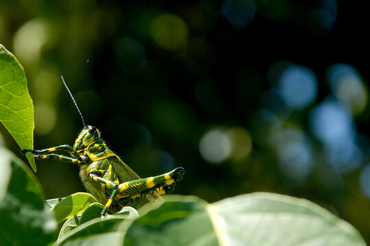 green and yellow grasshopper on a leaf