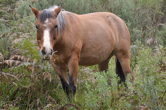 horse grazing in a field