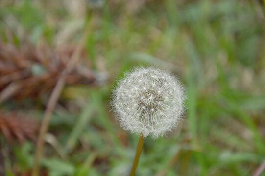 dandelion in the grass