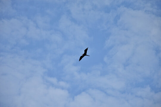 bird in flight