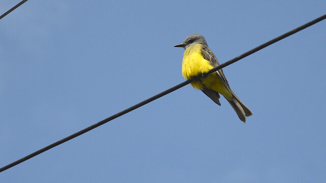 A bird watching the others