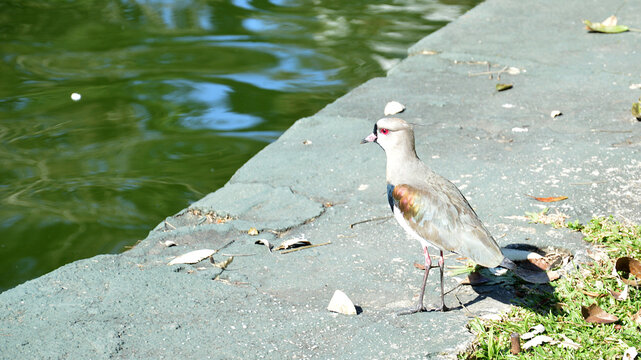 A bird with red eyes