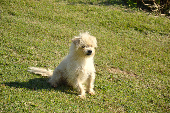 dog on the grass