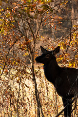 Elk in The Wild of North Carolina Mountains