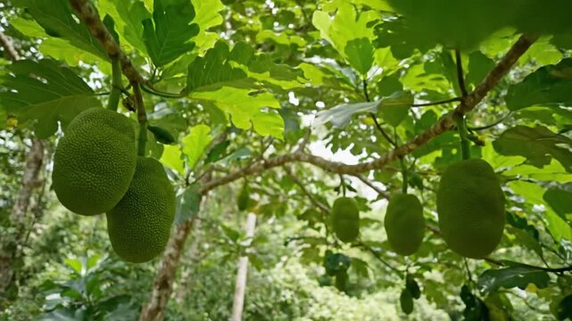 Green breadfruit or jackfruit hanging from tree branches in a lush tropical environment.
