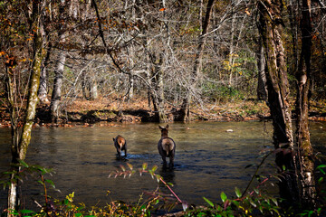 Two Elk Crossing a River in the Woodlands of North Carolina