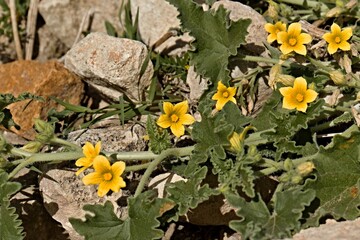 Creeping plant Squirting Cucumber (Ecballium elaterium) growing in Dougga archaeological site....