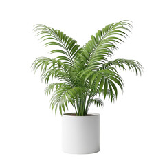 Obraz premium Potted palm plant isolated on transparent background
