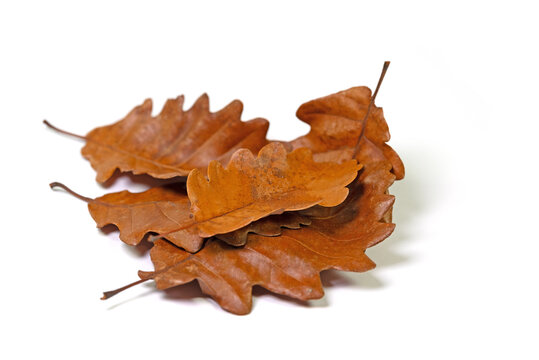 Eichenbl&auml;tter vor wei&szlig;em Hintergrnd