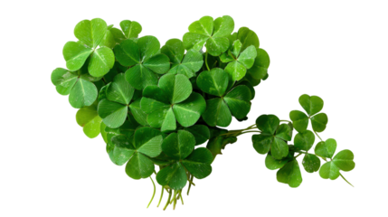 Clover shaped bouquet of shamrocks arranged like heart on transparent backdrop