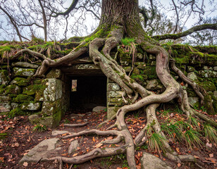 Obraz premium Gnarled tree roots entwine a mossy stone ruin, symbolizing nature reclaiming history. This mystical forest scene is ideal for fantasy themes, historical narratives, or environmental concepts.