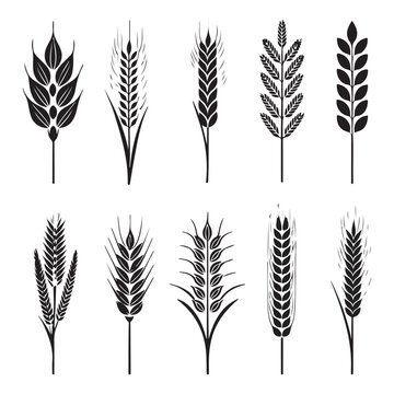 Wheat Ears Silhouette Set, A collection of seven black vector icons depicting various styles of wheat and rye ears with stalks 1 (1).eps