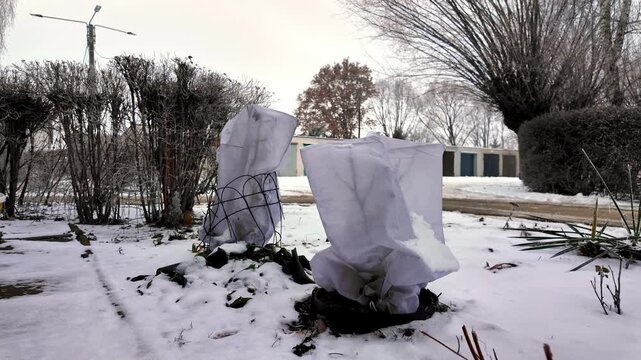 Garden plants protected with white winter fleece covers against frost and snow in a snowy outdoor backyard landscape.