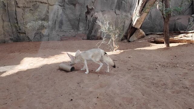 A fennec fox with oversized ears inspects a metal bowl in its sandy desert enclosure at Al Ain Zoo.