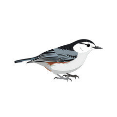 Obraz premium White Breasted Nuthatch Bird