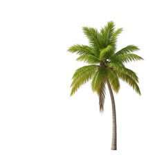 Obraz premium Tropical palm tree isolated on transparent background