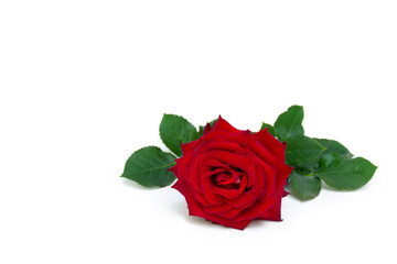Fototapeta premium Red rose flower with green leaves on white background, isolated bloom with copy space for text