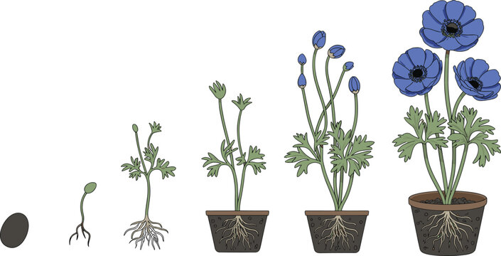 Cartoon flowering plant life cycle icon set with seed, sprout, seedling, bud, bloom, and root system in pots.