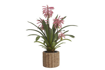 Pink flowering plant in wicker pot on black flowers isolated on a transparent background