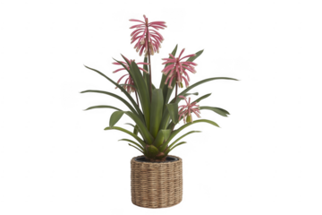 Pink flowering plant in wicker pot on black flowers isolated on a transparent background