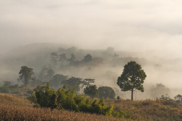 misty morning in the forest