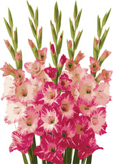 Fototapeta premium Vibrant Pink and Magenta Gladiolus Flowers Vector Illustration on White Background