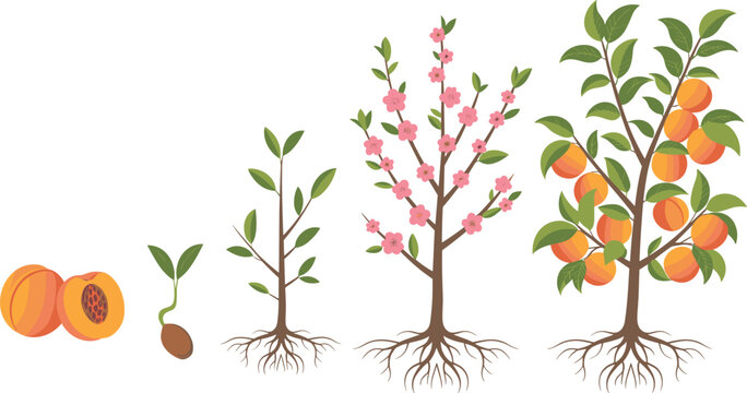 Peach tree life cycle illustration showing seed germination, young tree growth, flowering stage, and ripe fruit harvest for gardening, agriculture education, and botanical concepts