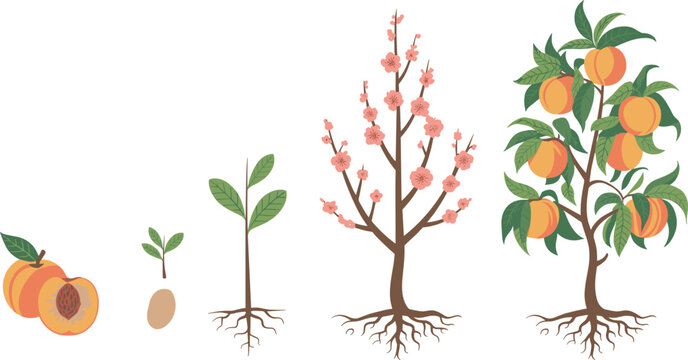 Peach tree life cycle illustration showing seed, seedling, young tree growth, flowering stage, and ripe fruit harvest for gardening, agriculture, and botanical education