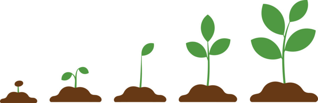 Plant growth stages illustration showing seed germination, sprouting, young seedling development, and early plant growth process for gardening, agriculture education, and botanical concepts