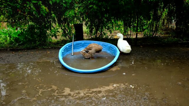 Duck standing in broken kiddy pool full of dirty water and then walks away and over muddy ground while animals being cage free raised in outdoor large enclosure