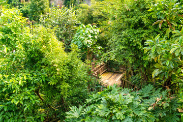 Naklejka premium Wooden Walkway Hidden in Dense Foliage