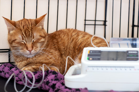 Serene ginger feline quietly receiving intravenous therapy in shelter environment