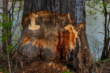 A huge sedge tree nibbled by beavers near a swamp.