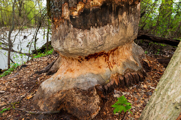 Fototapeta premium A huge sedge tree nibbled by beavers near a swamp.