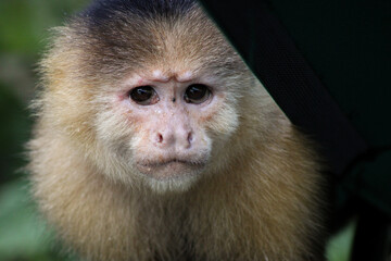 Close up of white faced capuchin monkey in tropical rainforest in Panama © Bernardo Semadeni