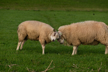 Fototapeta premium two sheep hugging each other