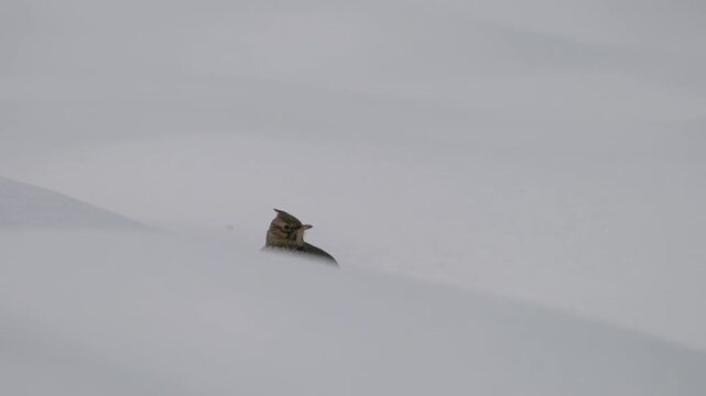 Eurasian Skylark in winter ambient (Alauda arvensis) - (4K)