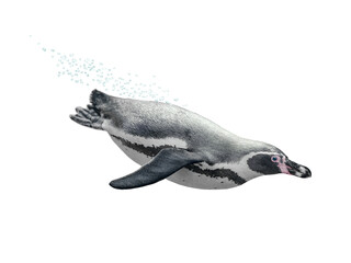 Swimming penguin underwater isolated on white background