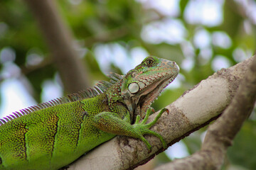 Fototapeta premium Green iguana climbing tree in tropical forest of Panama