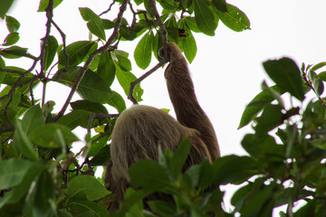Fototapeta premium Sloth climbing in tropical forest at Punta Culebra, Panama