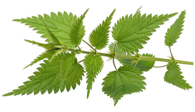 Fresh green stinging nettle leaves on stalk healthy organic edible plant isolated on transparent background png