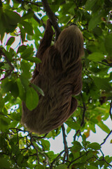 Fototapeta premium Sloth climbing in tropical forest at Punta Culebra, Panama