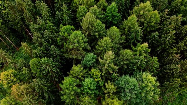 a healthy decidual forest from above 4k 25fps video